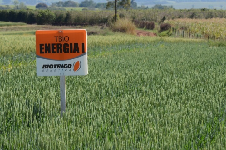 Tecnologia TBIO Energia I para silagem