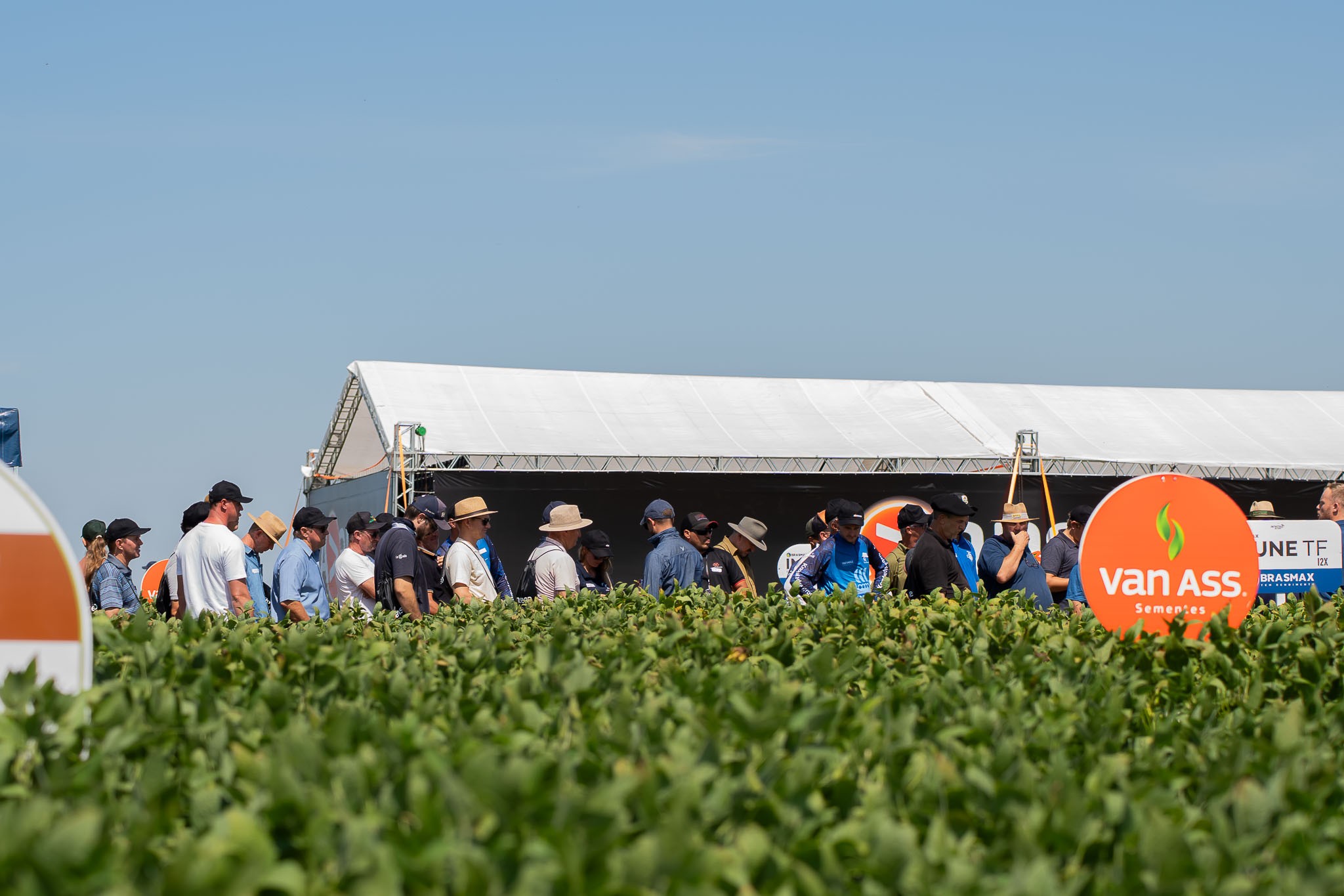 Avanseed destaca inovação em genética de soja para safra 26/27