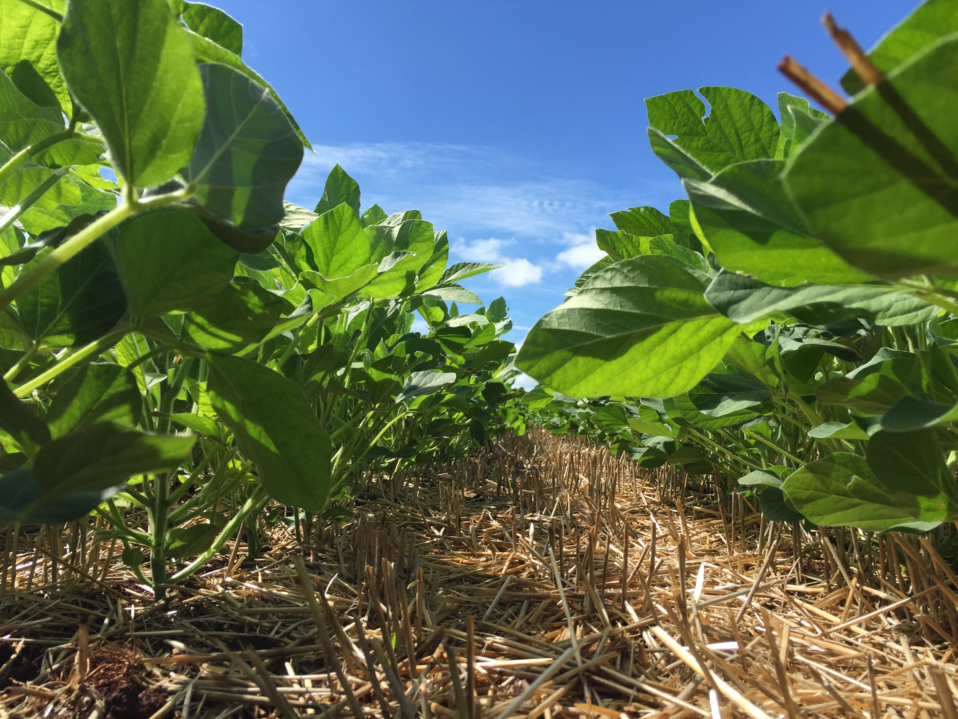 Tecnologia HB4® é apresentada aos agricultores