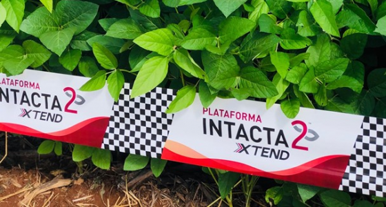 Você conhece a Plataforma INTACTA2 XTEND®?